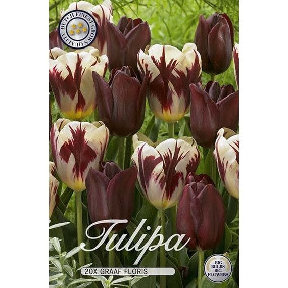 Tulpan Graaf Floris 20-pack